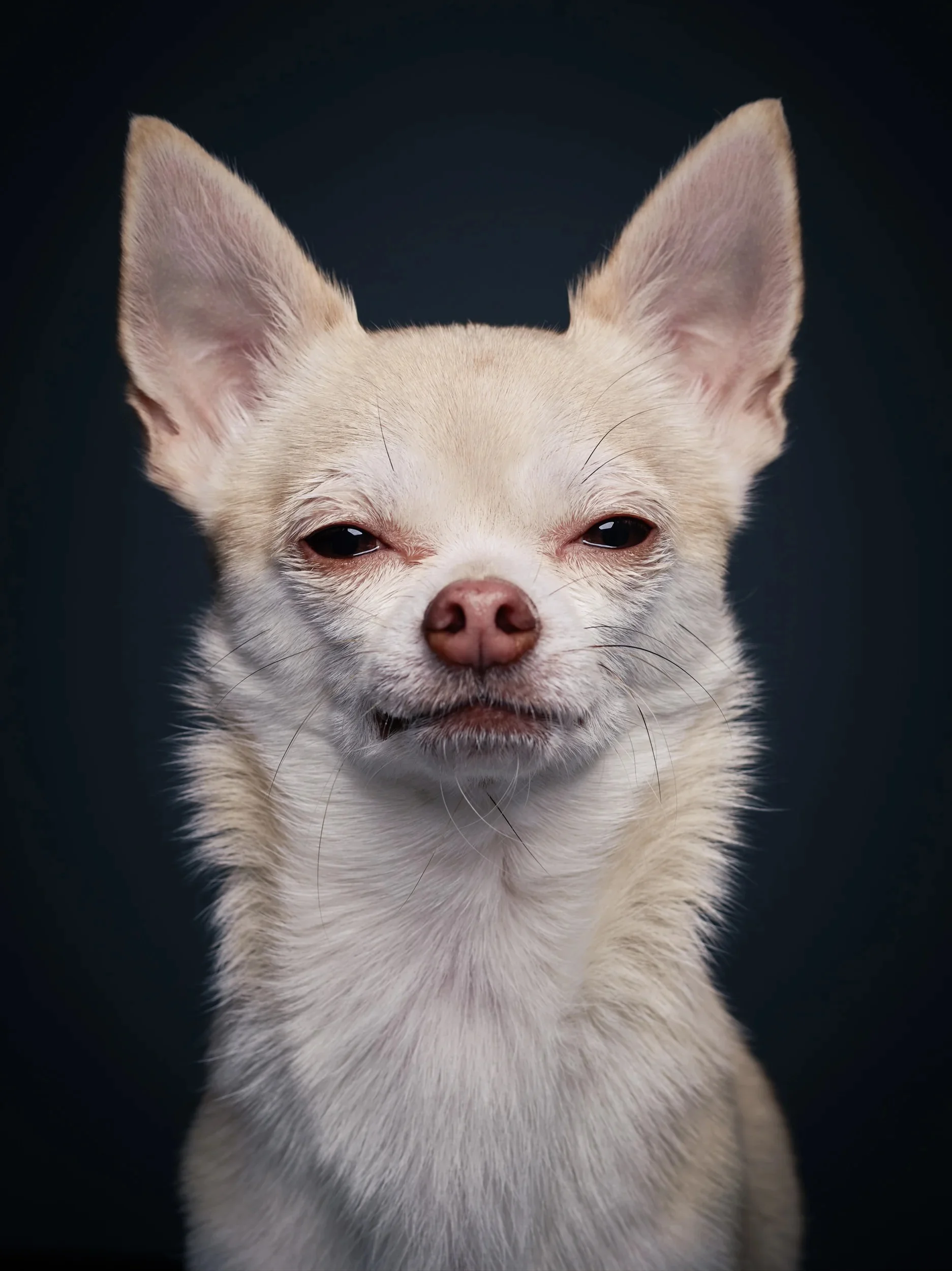 Symmetrical character portrait of a cream Chihuahua.
